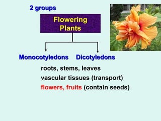 22 ggrroouuppss 
Flowering 
Plants 
MMoonnooccoottyylleeddoonnss DDiiccoottyylleeddoonnss 
roots, stems, leaves 
vascular tissues (transport) 
flowers, fruits (contain seeds) 
 