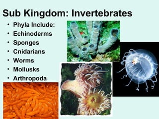 Sub Kingdom: Invertebrates 
• Phyla Include: 
• Echinoderms 
• Sponges 
• Cnidarians 
• Worms 
• Mollusks 
• Arthropoda 
 