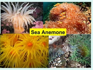 Sea Anemone 
 