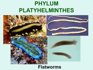 PHYLUM 
PLATYHELMINTHES 
Flatworms 
 