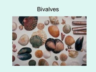Bivalves 
 