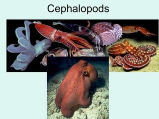 Cephalopods 
 