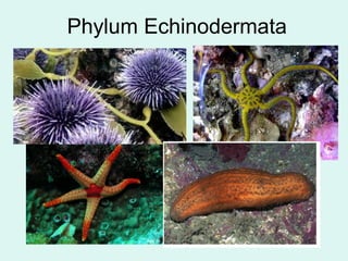 Phylum Echinodermata 
 