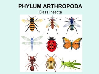 PHYLUM ARTHROPODA 
Class Insecta 
 