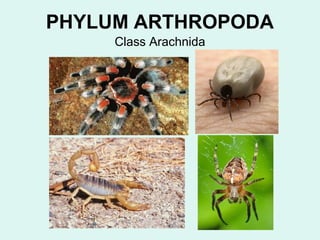 PHYLUM ARTHROPODA 
Class Arachnida 
 