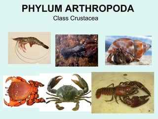 PHYLUM ARTHROPODA 
Class Crustacea 
 