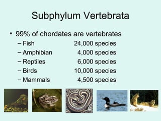 Subphylum Vertebrata 
• 99% of chordates are vertebrates 
– Fish 24,000 species 
– Amphibian 4,000 species 
– Reptiles 6,000 species 
– Birds 10,000 species 
– Mammals 4,500 species 
 