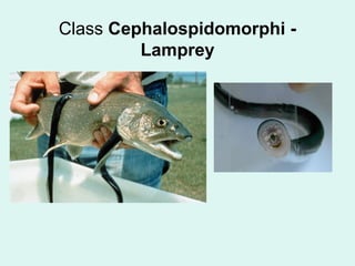 Class Cephalospidomorphi - 
Lamprey 
 