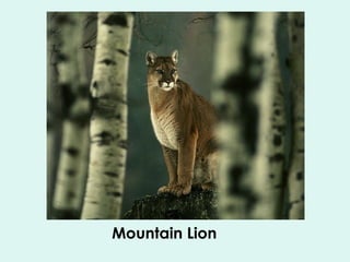 Mountain Lion 
 