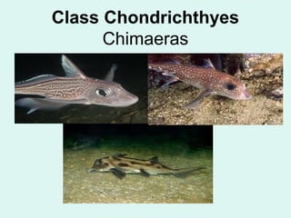 Class Chondrichthyes 
Chimaeras 
 