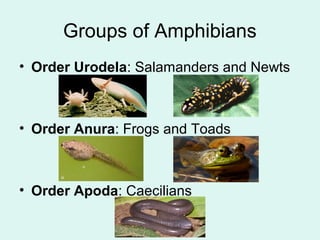 Groups of Amphibians 
• Order Urodela: Salamanders and Newts 
• Order Anura: Frogs and Toads 
• Order Apoda: Caecilians 
 