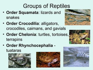 Groups of Reptiles 
• Order Squamata: lizards and 
snakes 
• Order Crocodilia: alligators, 
crocodiles, caimans, and gavials 
• Order Chelonia: turtles, tortoises, 
terrapins 
• Order Rhynchocephalia - 
tuataras 
 