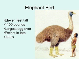 Elephant Bird 
•Eleven feet tall 
•1100 pounds 
•Largest egg ever 
•Extinct in late 
1600’s 
 