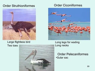 Order Struthioniformes 
Large flightless bird 
Two toes 
89 
Order Ciconiiformes 
Long legs for wading 
Long necks 
Order Pelecaniformes 
•Gular sac 
 