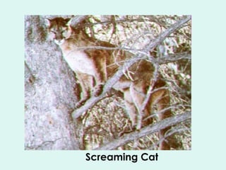 Screaming Cat 
 
