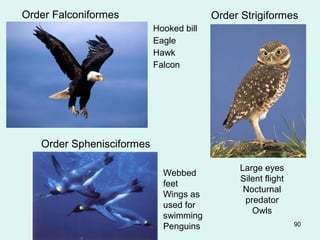 Order Falconiformes 
Hooked bill 
Eagle 
Hawk 
Falcon 
Order Strigiformes 
90 
Large eyes 
Silent flight 
Nocturnal 
predator 
Owls 
Order Sphenisciformes 
Webbed 
feet 
Wings as 
used for 
swimming 
Penguins 
 