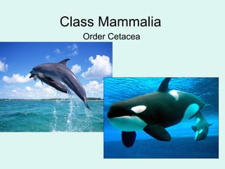 Class Mammalia 
Order Cetacea 
 