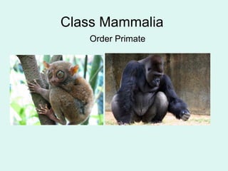 Class Mammalia 
Order Primate 
 