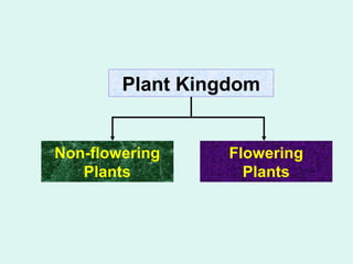 Plant Kingdom 
Flowering 
Plants 
Non-flowering 
Plants 
 