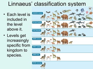 Linnaeus’ classification system 
• Each level is 
included in 
the level 
above it. 
• Levels get 
increasingly 
specific ...