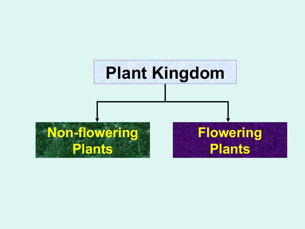 differentiate between taxonomy and taxon