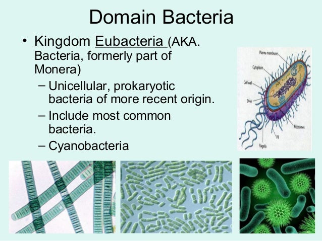 taxonomy domain bacteria
