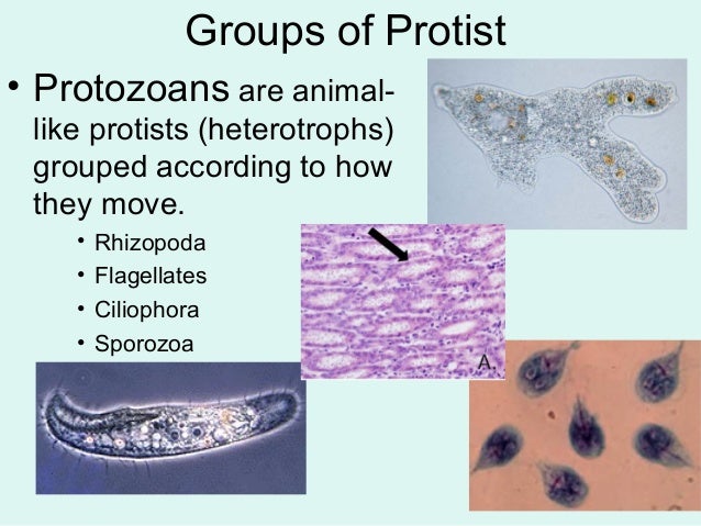In Which Domains Are Algae Protozoa And Cyanobacteria Classified Taxonomy