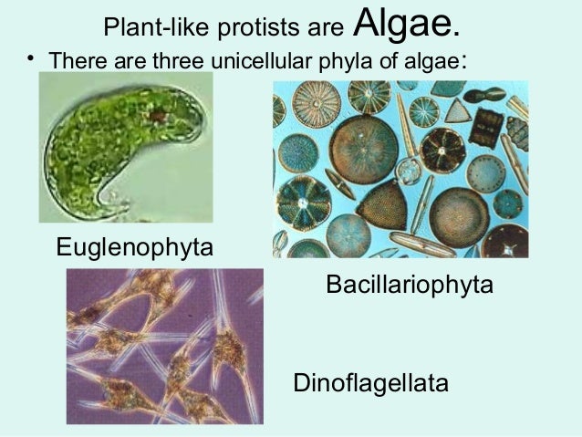 In Which Domains Are Algae Protozoa And Cyanobacteria Classified Taxonomy