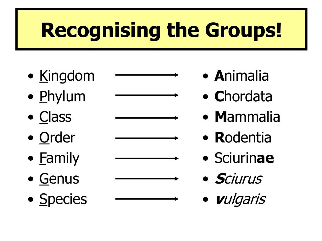How Does The List Of Taxonomy Go
