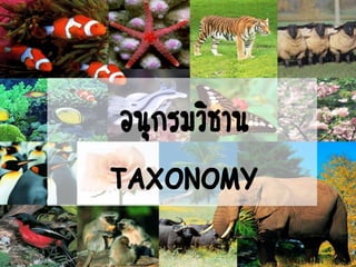 น
อนุกรมวิธาน
TAXONOMY
 