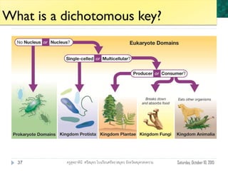 Unit 6: Classification and Diversity
Saturday, October 10, 2015ครูสุทธาทินี ศรีสมุทร โรงเรียนศรัทธาสมุทร จังหวัดสมุทรสงคราม37
What is a dichotomous key?
 