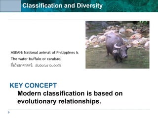 Unit 6: Classification and Diversity
KEY CONCEPT
Modern classification is based on
evolutionary relationships.
ASEAN: National animal of Philippines is
The water buffalo or carabao;
ชื่อวิทยาศาสตร์: Bubalus bubalis
 