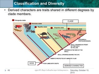 Unit 6: Classification and Diversity
FOUR LIMBS WITH DIGITS
Tetrapoda clade1
Amniota clade2
Reptilia clade3 Diapsida clade4
Archosauria clade5
EMBRYO PROTECTED BY AMNIOTIC FLUID
OPENING IN THE SIDE OF THE
SKULL
SKULL OPENINGS IN FRONT
OF THE EYE &
IN THE JAW
FEATHERS &
TOOTHLESS BEAKS.
SKULL OPENINGS BEHIND THE EYE
DERIVED CHARACTER
• Derived characters are traits shared in different degrees by
clade members.
NODE
CLADE
Saturday, October 10,
2015
49 ครูสุทธาทินี ศรีสมุทร โรงเรียนศรัทธาสมุทร จังหวัดสมุทรสงคราม
 