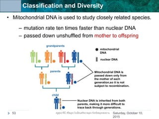 Unit 6: Classification and Diversity
grandparents
parents
child
Nuclear DNA is inherited from both
parents, making it more difficult to
trace back through generations.
Mitochondrial DNA is
passed down only from
the mother of each
generation,so it is not
subject to recombination.
mitochondrial
DNA
nuclear DNA
• Mitochondrial DNA is used to study closely related species.
– mutation rate ten times faster than nuclear DNA
– passed down unshuffled from mother to offspring
Saturday, October 10,
2015
53 ครูสุทธาทินี ศรีสมุทร โรงเรียนศรัทธาสมุทร จังหวัดสมุทรสงคราม
 