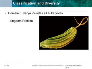 Unit 6: Classification and Diversity
• Domain Eukarya includes all eukaryotes.
– kingdom Protista
Saturday, October 10,
2015
65 ครูสุทธาทินี ศรีสมุทร โรงเรียนศรัทธาสมุทร จังหวัดสมุทรสงคราม
 