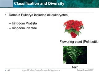 Unit 6: Classification and Diversity
• Domain Eukarya includes all eukaryotes.
– kingdom Protista
– kingdom Plantae
Saturday, October 10, 201566 ครูสุทธาทินี ศรีสมุทร โรงเรียนศรัทธาสมุทร จังหวัดสมุทรสงคราม
fern
Flowering plant (Poinsettia)
 