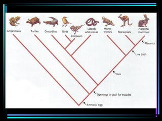 Taxonomy | PPT