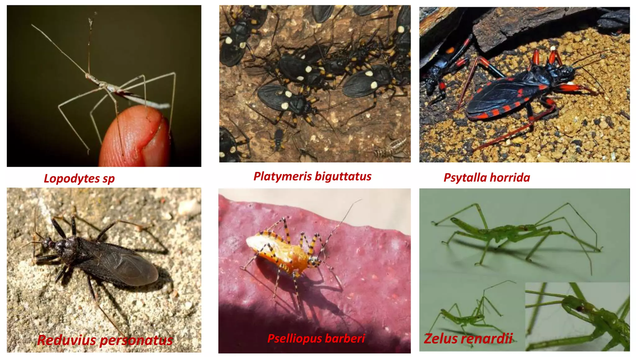 Suborder suborder heteroptera taxonomiy | PPTX