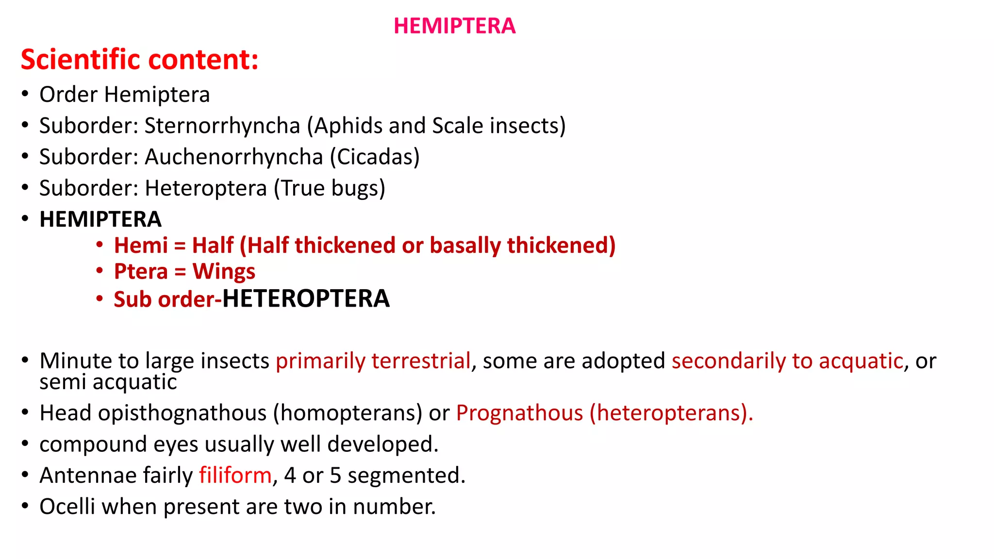 Suborder Homoptera Homoptera And Heteroptera Differences