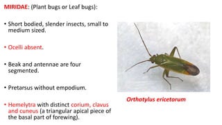 suborder heteroptera taxonomiy | PPTX