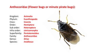 Suborder suborder heteroptera taxonomiy | PPTX
