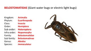 Suborder suborder heteroptera taxonomiy | PPTX
