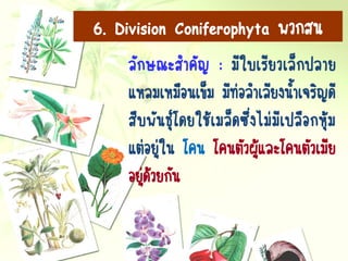 ลักษณะสาคัญ : มีใบเรียวเล็กปลาย
แหลมเหมือนเข็ม มีท่อลาเลียงน้าเจริญดี
สืบพันธุ์โดยใช้เมล็ดซึ่งไม่มีเปลือกหุ้ม
แต่อยู่ใน โคน โคนตัวผู้และโคนตัวเมีย
อยู่ด้วยกัน
6. Division Coniferophyta พวกสน
 