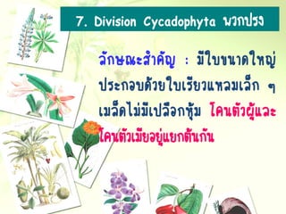 ลักษณะสาคัญ : มีใบขนาดใหญ่
ประกอบด้วยใบเรียวแหลมเล็ก ๆ
เมล็ดไม่มีเปลือกหุ้ม โคนตัวผู้และ
โคนตัวเมียอยู่แยกต้นกัน
7. Division Cycadophyta พวกปรง
 