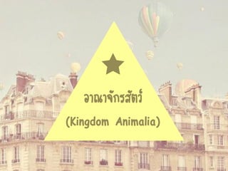 
อาณาจักรสัตว์
(Kingdom Animalia)
 