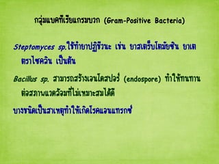 กลุ่มแบคทีเรียแกรมบวก (Gram-Positive Bacteria)
Steptomyces sp.ใช้ทายาปฏิชีวนะ เช่น ยาสเตร็บโตมัยซิน ยาเต
ตราไซคลิน เป็นต้น
Bacillus sp. สามารถสร้างเอนโดสปอร์ (endospore) ทาให้ทนทาน
ต่อสภาพแวดล้อมที่ไม่เหมาะสมได้ดี
บางชนิดเป็นสาเหตุทาให้เกิดโรคแอนแทรกซ์
 
