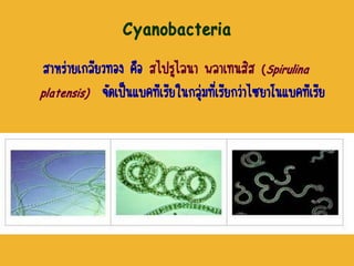 Cyanobacteria
สาหร่ายเกลียวทอง คือ สไปรูไลนา พลาเทนสิส (Spirulina
platensis) จัดเป็นแบคทีเรียในกลุ่มที่เรียกว่าไซยาโนแบคทีเรีย
 