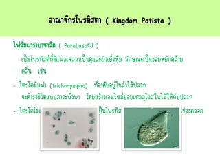 อาณาจักรโพรติสตา ( Kingdom Potista )
ไฟลัมพาราบาซาลิด ( Parabasalid )
เป็นโพรทิสต์ที่มีแฟลเจลลาเป็นคู่และผิวเยื่อหุ้ม ลักษณะเป็นรอยหยักคล้าย
คลื่น เช่น
- ไตรโคนิมฟา (trichonympha) ที่อาศัยอยู่ในลาไส้ปลวก
จะดารงชีวิตแบบภาวะพึ่งพา โดยสร้างเอนไซม์ย่อยเซลลูโลสในไม้ให้กับปลวก
- ไตรโคโมแนส (trichomonas) เป็นโพรทิสต์ที่ทาให้เกิดอาการติดเชื้อในช่องคลอด
 