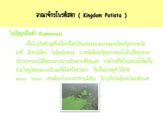 อาณาจักรโพรติสตา ( Kingdom Potista )
ไฟลัมยูกลีโนซัว (Euglenozoa)
เป็นโพรทิสต์กลุ่มที่เคลื่อนที่โดยใช้แฟลเจลลาและขณะเคลื่อนที่รูปร่างจะไม่
คงที่ มีเซลล์เดียว ไม่มีผนังเซลล์ บางชนิดมีรงควัตถุพวกคลอโรฟิลล์จึงสามารถ
สร้างอาหารเองได้โดยกระบวนการสังเคราะห์ด้วยแสง พบดารงชีวิตในแหล่งน้าจืดเป็น
ส่วนใหญ่โดยเฉพาะบริเวณที่มีอินทรียสารมาก จึงเป็นสาเหตุทาให้เกิด
water bloom เช่นเดียวกับพวกสาหร่ายสีเขียว มีการสืบพันธุ์แบบไม่อาศัยเพศ
 