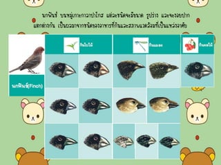 นกฟินช์ บนหมู่เกาะกาลาปาโกส แต่ละชนิดจะมีขนาด รูปร่าง และจะงอยปาก
แตกต่างกัน เป็นผลมาจากชนิดของอาหารที่กินและสภาพแวดล้อมที่เป็นแหล่งอาศัย
 